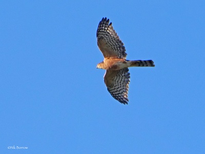 Rufous-breasted Sparrowhawk