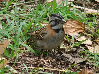 Rufous-collared Sparrow