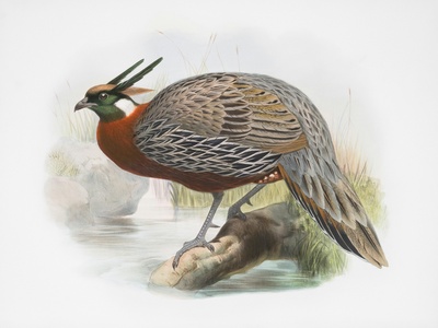 Rufous-headed Wood-Quail