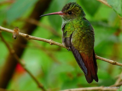 Rufous-tailed Hummingbird