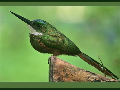 Rufous-tailed Jacamar