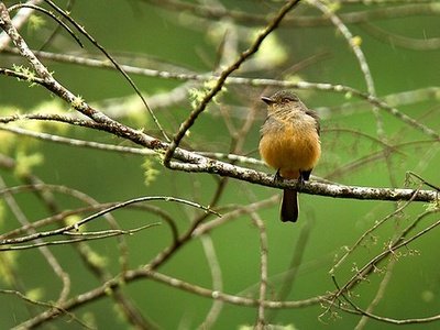 Rufous-tailed Tyrant