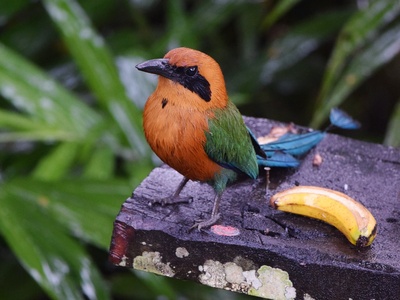 Rufous Motmot
