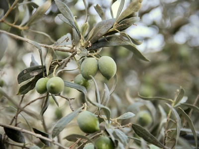 Russian olive 