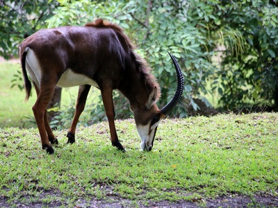 Sable antelope