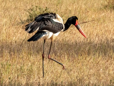 Saddle-billed stork