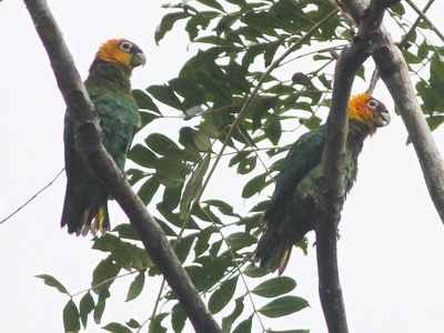 Saffron-headed Parrot