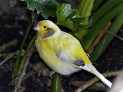 Saffron Finch