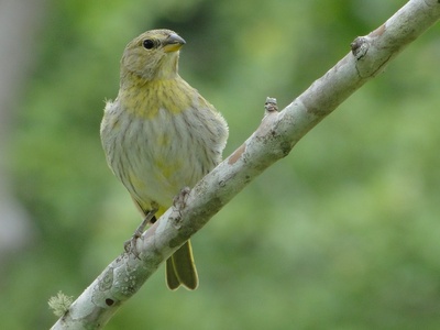 Saffron Finch