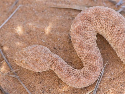 Sahara sand viper