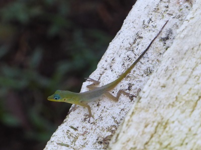 Saint Vincent bush anole