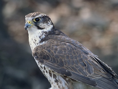 Saker falcon