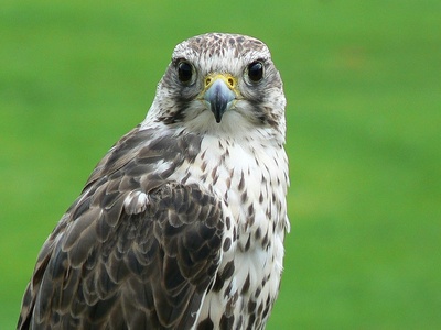 Saker falcon