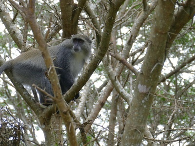 Samango monkey