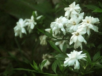 Sampaguita (Jasmines)