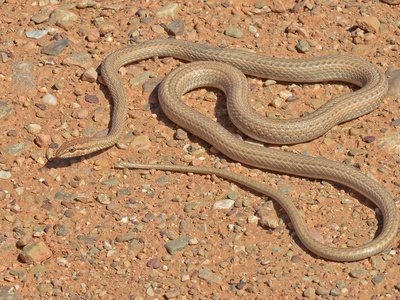 Sand racer (Schokari)