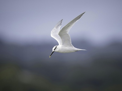 Sandwich Tern