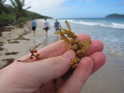 Sargassum weed
