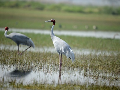 Sarus crane