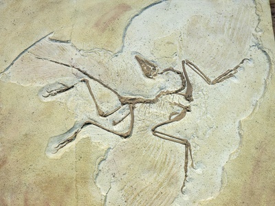 Sauropodomorpha indet.