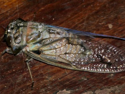 Savanna cicada