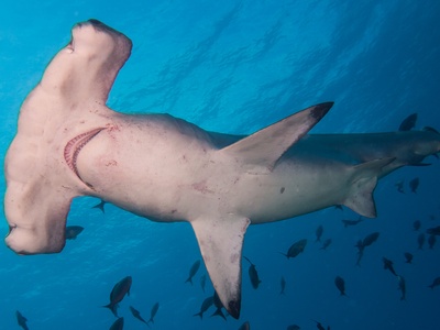 Scalloped hammerhead