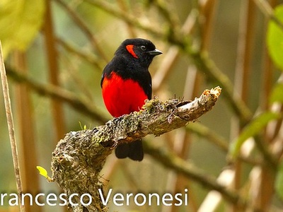Scarlet-bellied Mountain-Tanager