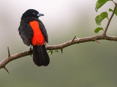 Scarlet-rumped Tanager