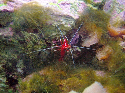 Scarlet Cleaner Shrimp