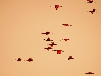 Scarlet Ibis