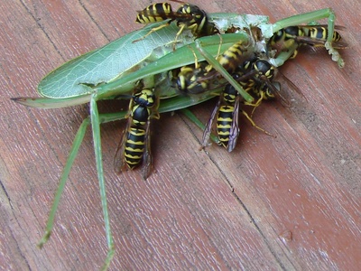 Scavenging wasps