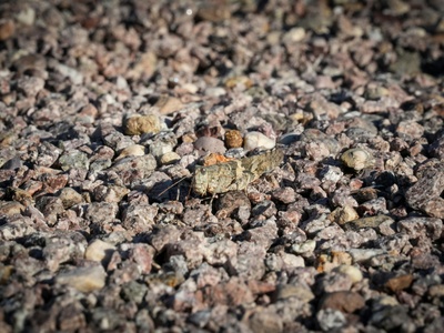 Scorpion (Arizona bark scorpion)