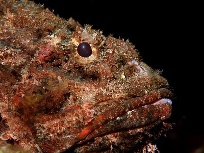 Scorpionfish