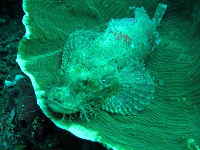 Scorpionfish