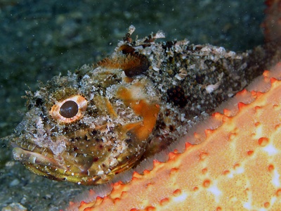 Scorpionfish (various)
