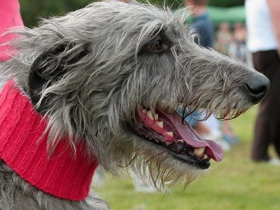 Scottish Deerhound