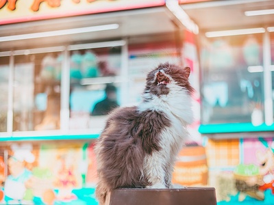 Scottish Fold Longhair