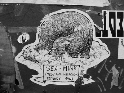Sea mink