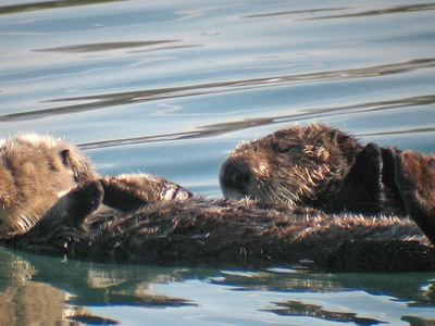 Sea otter
