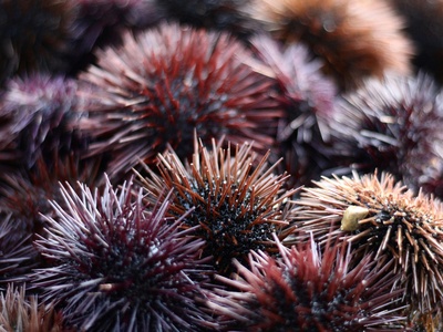 Sea urchin
