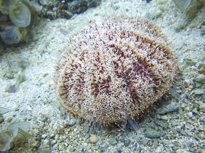 Sea urchin (long-spined)