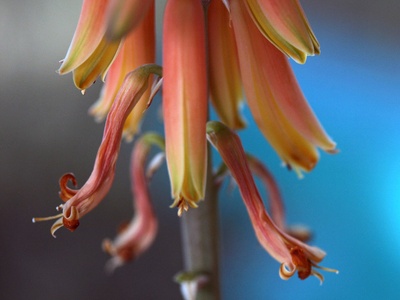Second-flowered aloe