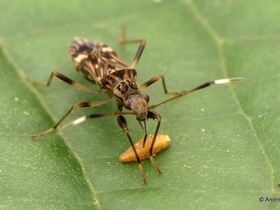 Seed bug (Rhyparochromidae)