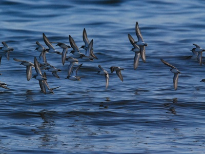 Semipalmated sandpiper