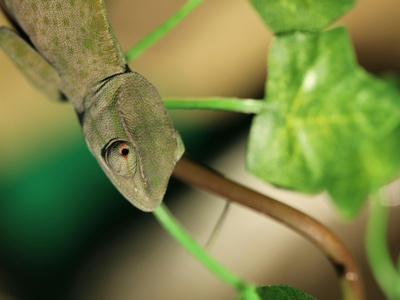 Senegal chameleon