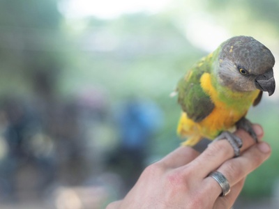 Senegal Parrot