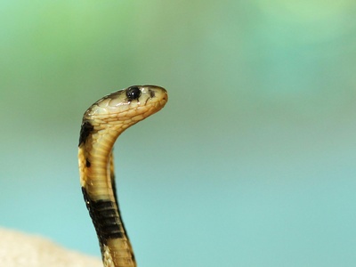 Senegalese cobra