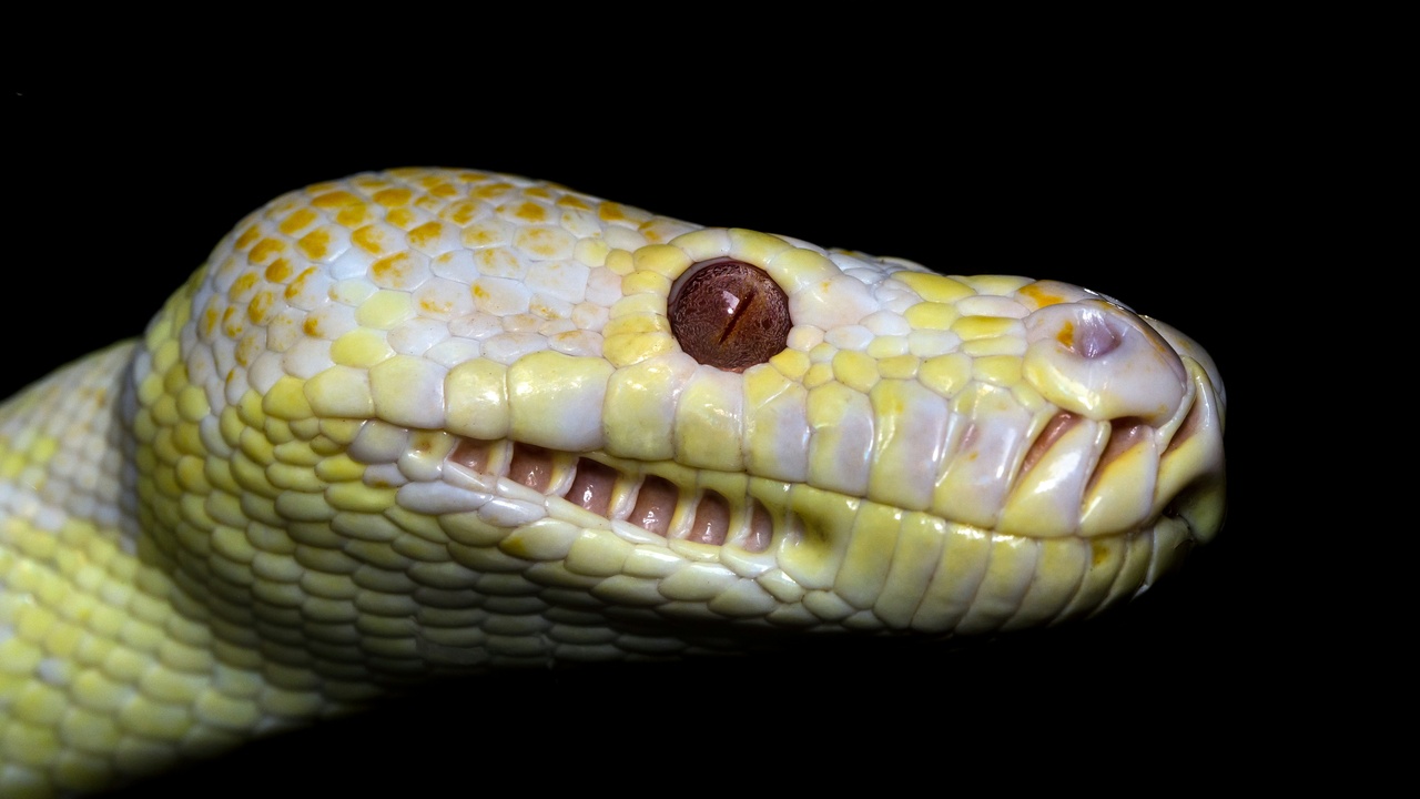 Close-up of python heat-sensing pits and tongue-flicking
