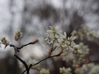 Serviceberry (Juneberry)