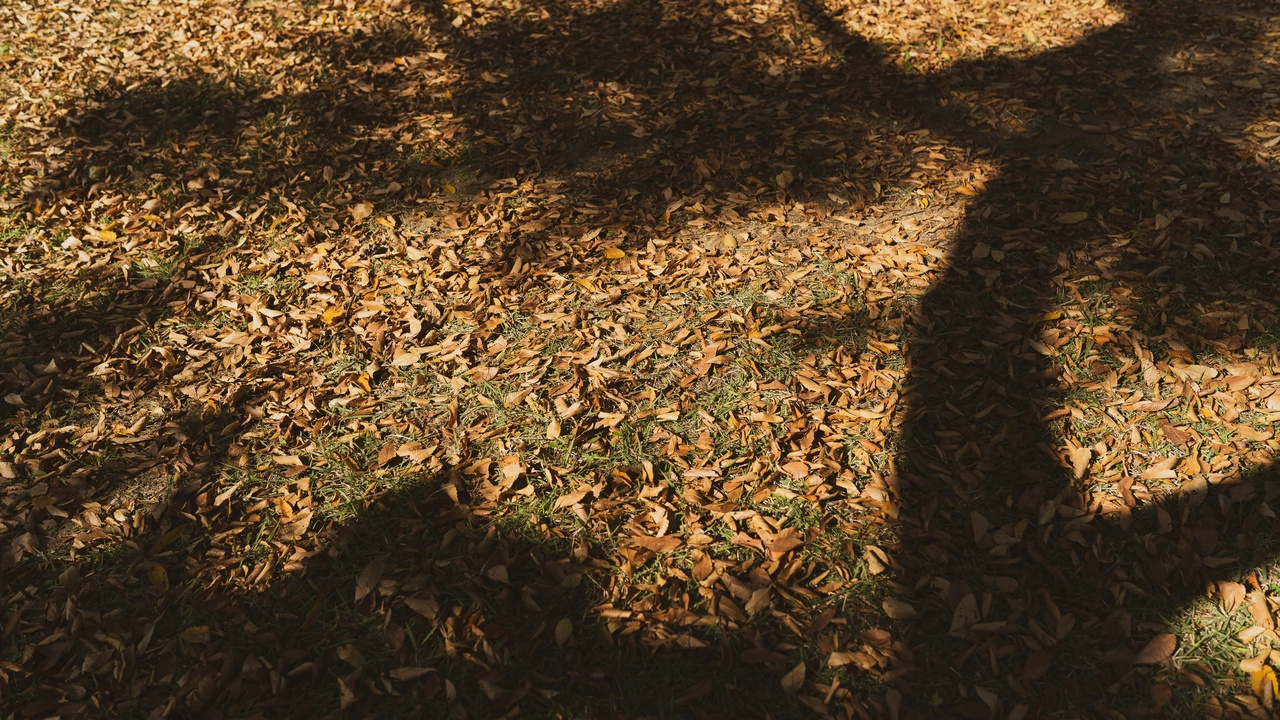 Shade tolerant groundcover under trees